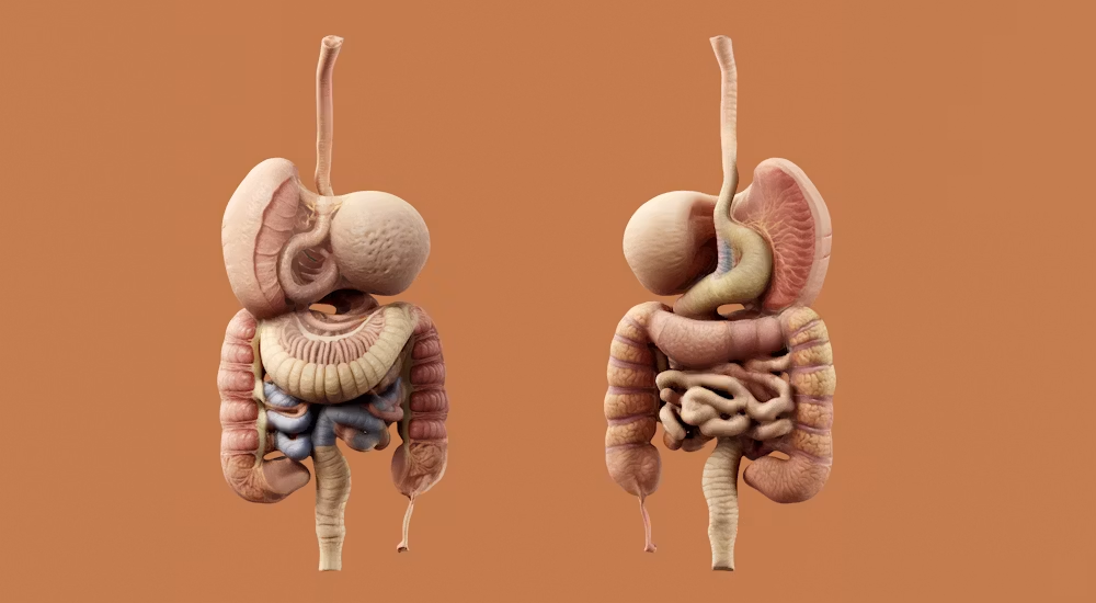 Illustration representing digestive health