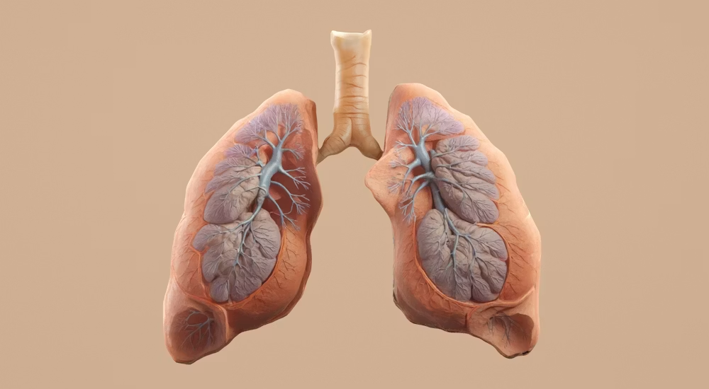 Illustration representing respiratory health